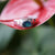 Australian Triplet opal ring in 925 sterling silver